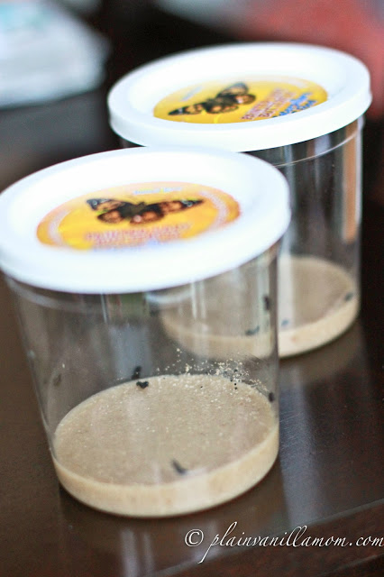 Raising Butterflies 2012