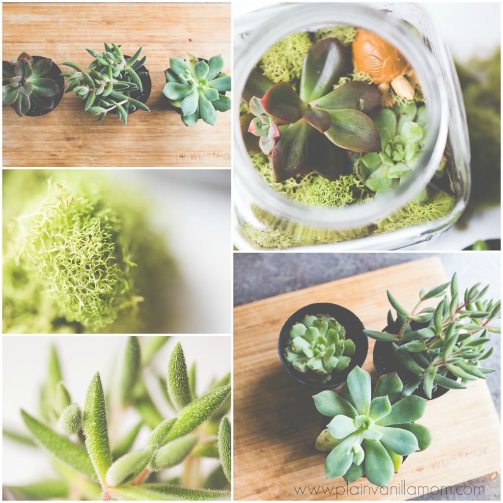 Simple Succulent Terrariums