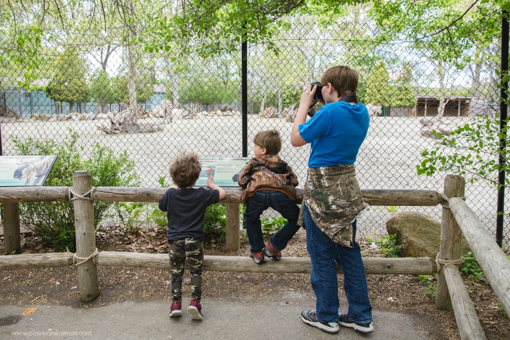 boys at the zoo