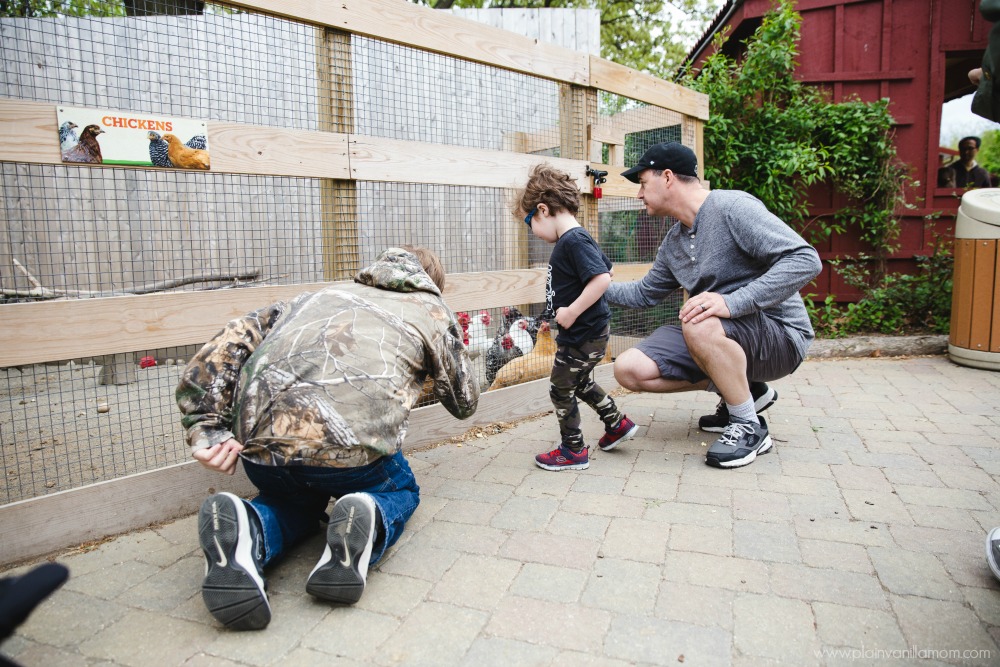 chickens in farmyard