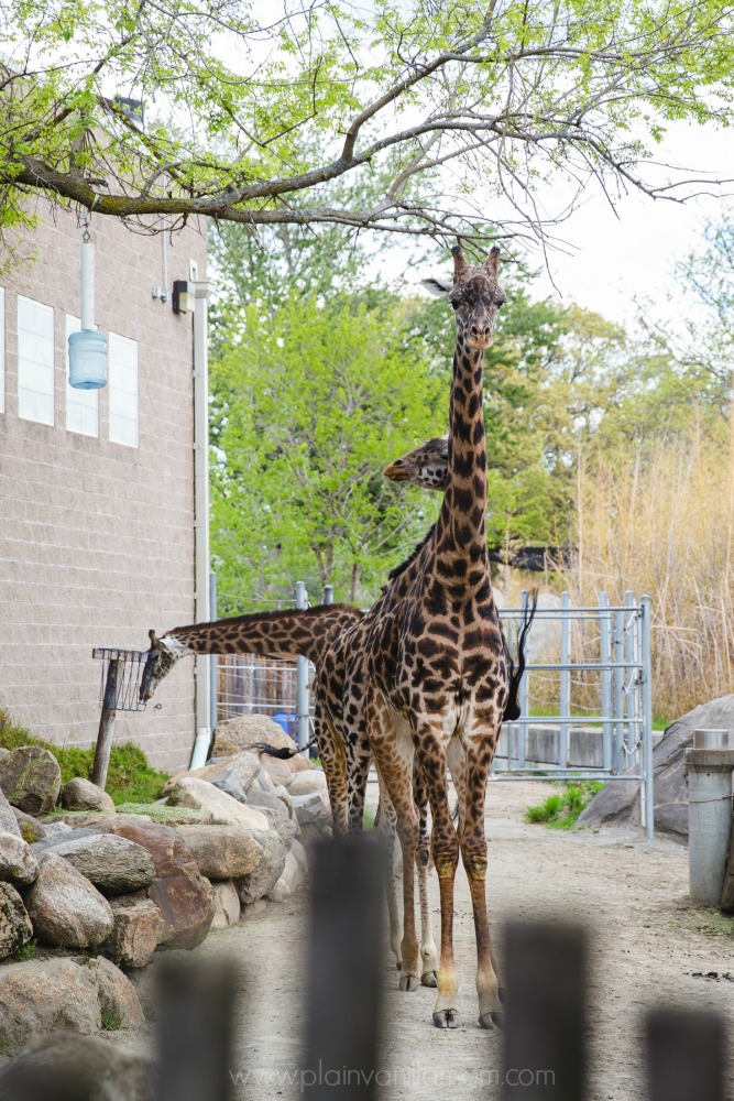 giraffes at roger williams park zoo