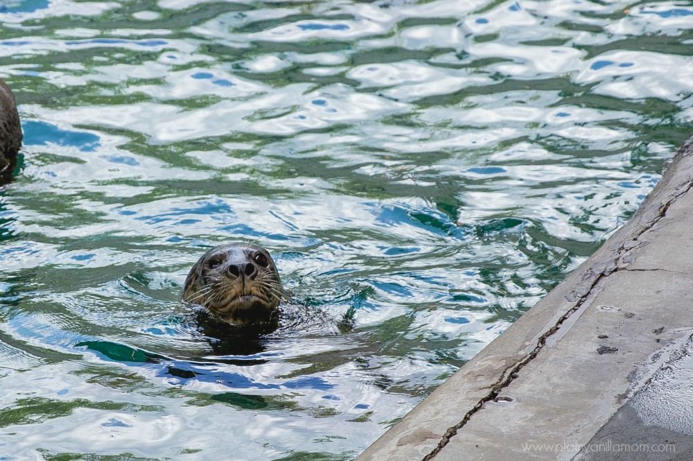 harbor seal