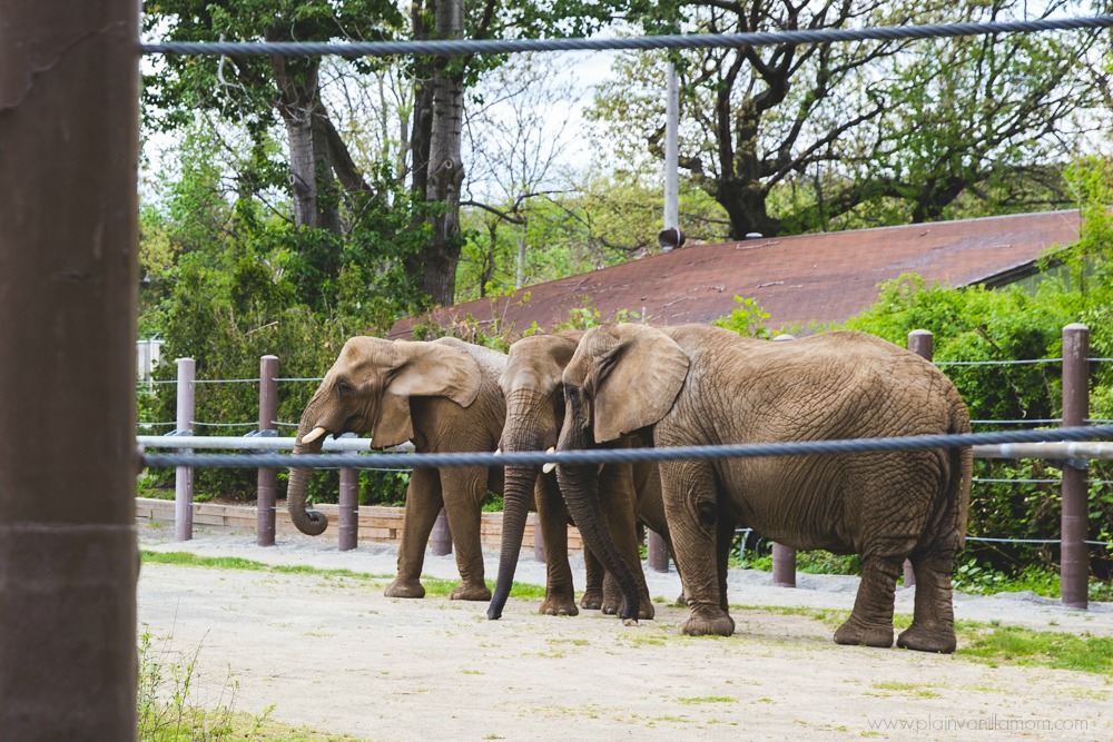 pack of elephants II