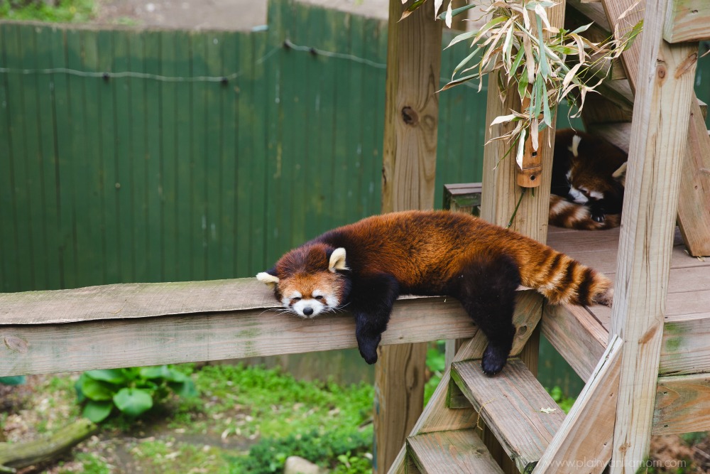 red panda